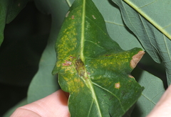 Andricus quercuspetiolicola