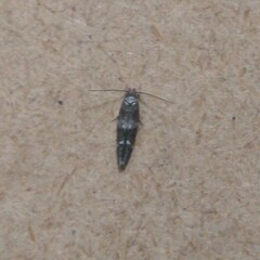 Mompha subbistrigella