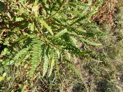 Comptonia peregrina