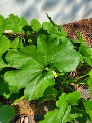 Cucurbita