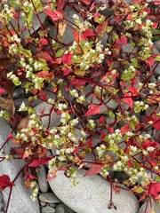 Persicaria nepalensis