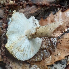 Amanita excelsa