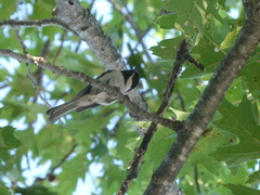 Comptonia peregrina
