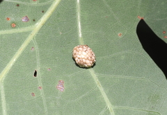 Acraspis pezomachoides