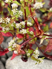 Persicaria nepalensis