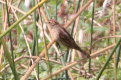 Emberiza schoeniclus