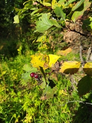 Crataegus sanguinea