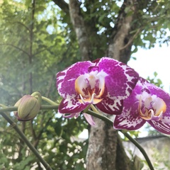 Phalaenopsis