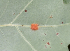 Neuroterus quercusverrucarum