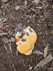 Ganoderma polychromum