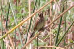 Emberiza schoeniclus