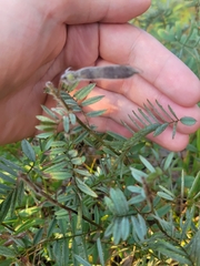 Tephrosia virginiana