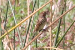 Emberiza schoeniclus