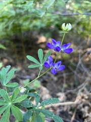 Lupinus latifolius