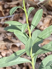 Solidago velutina