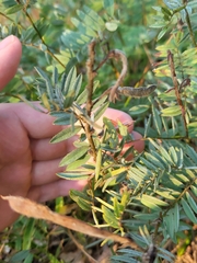 Tephrosia virginiana
