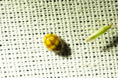 Adalia decempunctata