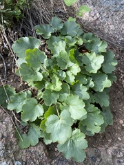 Heuchera pulchella