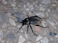 Carabus coriaceus