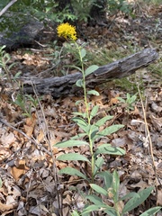 Solidago velutina