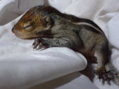 Funambulus tristriatus