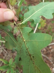 Neuroterus anthracinus