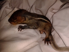 Funambulus tristriatus