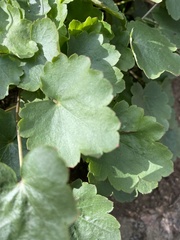 Heuchera pulchella