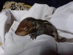 Funambulus tristriatus