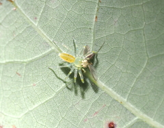 Lyssomanes viridis