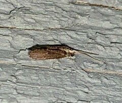 Polycentropodidae