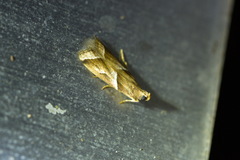 Nyctegretis lineana