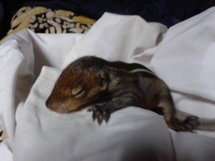 Funambulus tristriatus