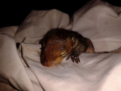 Funambulus tristriatus