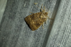 Amphipyra pyramidea