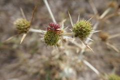 Graphosoma semipunctatum