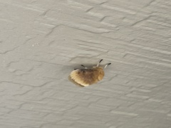 Megalopyge opercularis