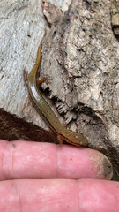 Eurycea bislineata