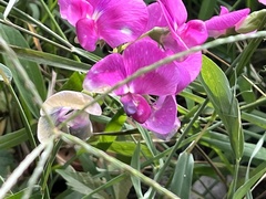 Lathyrus
