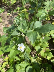 Anemone virginiana