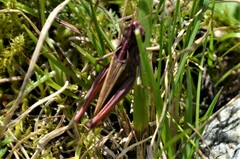 Gomphocerippus rufus