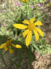 Helianthinae