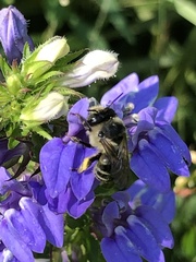 Anthophora terminalis
