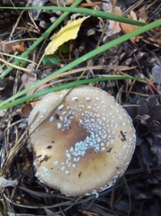 Amanita pantherina