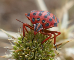 Graphosoma semipunctatum