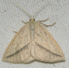 Lychnosea intermicata