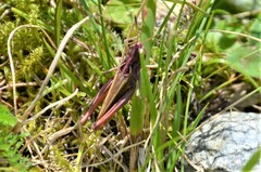 Gomphocerippus rufus