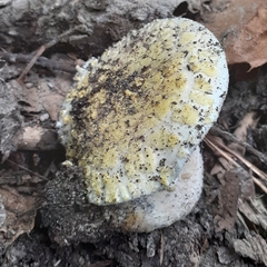 Amanita citrina