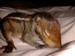 Funambulus tristriatus