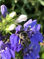 Anthophora terminalis